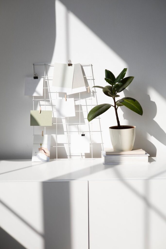 Fíkovník na polici