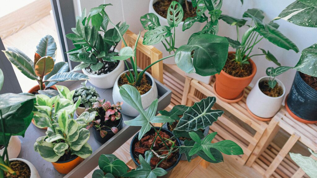 Monstera a další rostliny