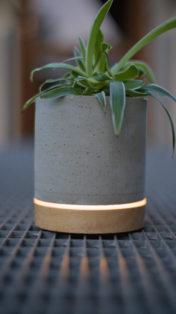 Zelenec se hezky vyjímá ve svítícím květináči.