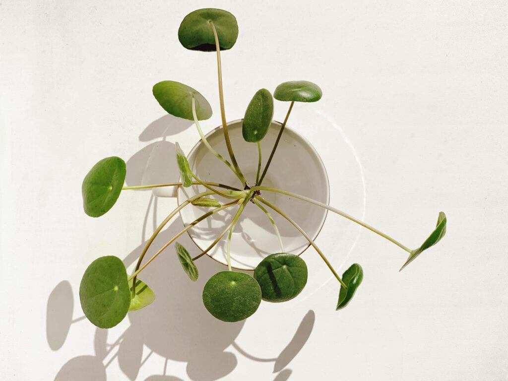 Pilea ve vodě
