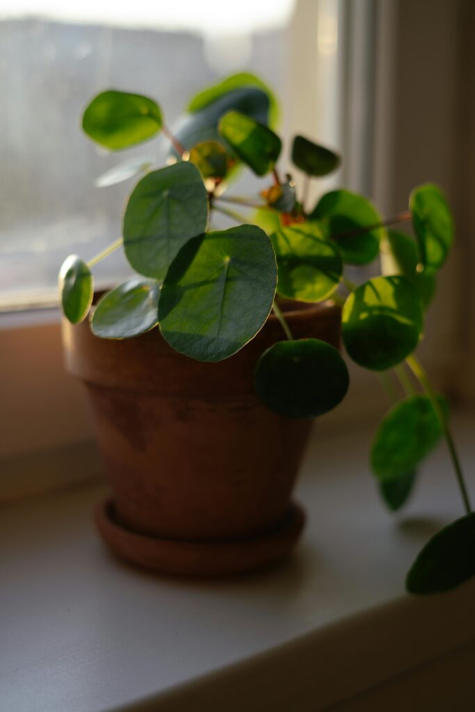 Pilea na světle