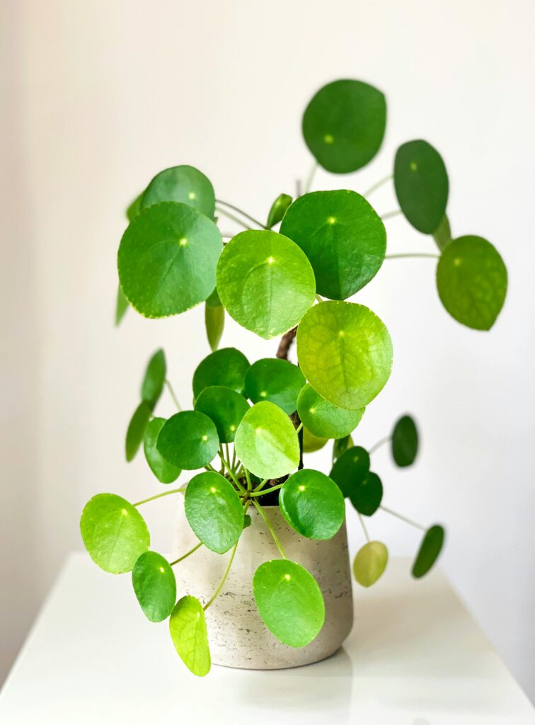 Pilea zdravé zbarvení