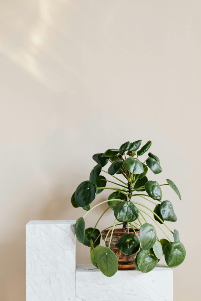 Pilea rozrostlá