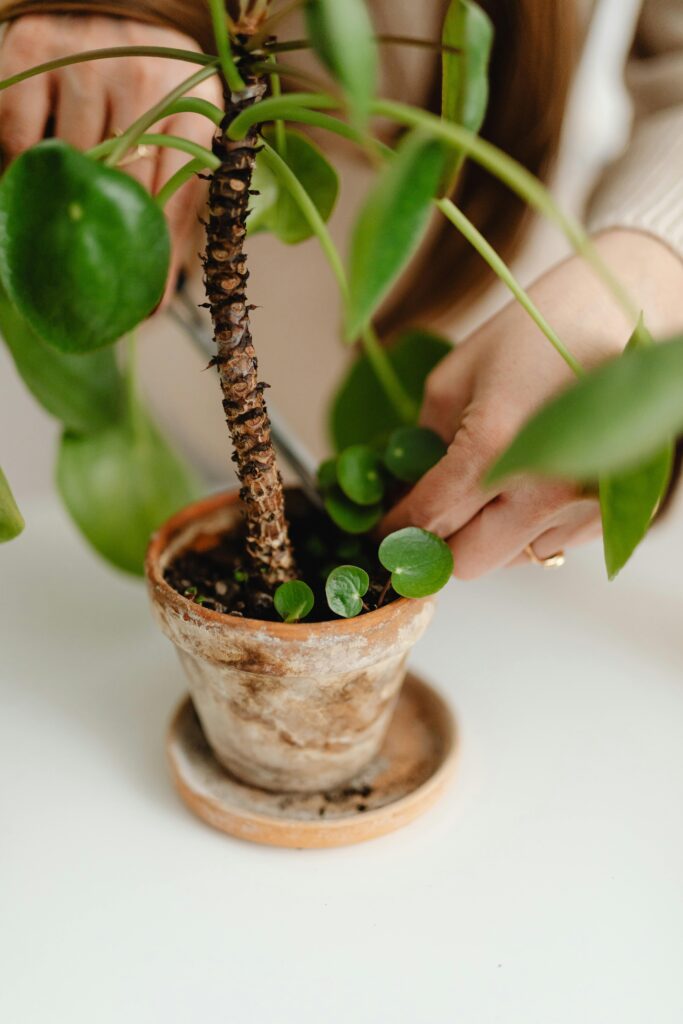 Pilea odnože