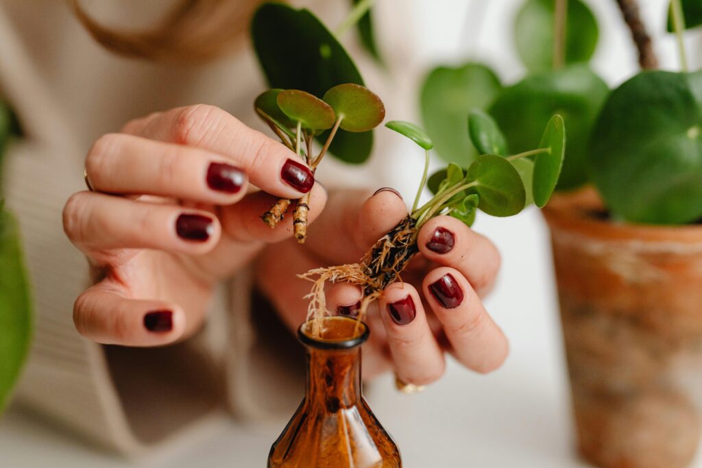 Pilea zakořeněná odnož